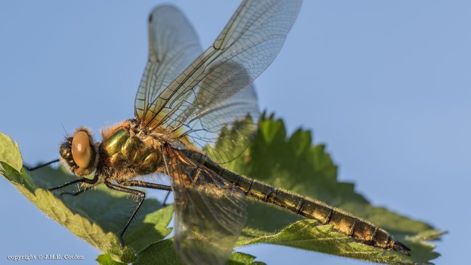 De smaragdlibel - Geleedpotigen - De smaragdlibel
